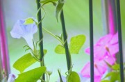 牵牛花能否淋雨？（探究牵牛花的防雨能力及其生态意义）