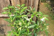 如何成功培养丁香花？（从种子到花朵的完整成长过程）