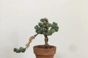 海棠花老桩养护指南（如何让海棠花老桩焕发新生命）
