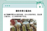 如何正确养护纽扣玉串钱藤？（关键养护技巧让纽扣玉串钱藤长势更旺盛）