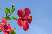 探寻扶桑花的文化内涵（探寻扶桑花的文化内涵）
