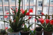 仙指兰花的种植与养护（打造多花期的仙指兰）