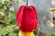 灯笼花的养殖秘籍（轻松掌握灯笼花养活技巧，打造居家花园的瑰丽之选）