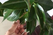 平安树不发新芽的原因及解决办法（平安树的生长疑团揭秘，如何让平安树重新发芽？）