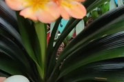 君子兰开完花怎么办？教你养护技巧（君子兰开花后的养护、花后修剪注意事项）