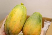 木瓜成熟时间与采摘技巧（如何判断木瓜成熟？如何正确采摘木瓜？）