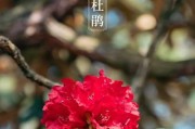杜鹃花生长环境条件及特点（探秘杜鹃花的生长条件与独特之处）