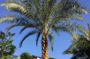 海枣，绿色营养宝库（了解海枣的种植、营养价值和应用）