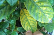 栀子花为何落叶？（探寻栀子花落叶的原因及其影响）