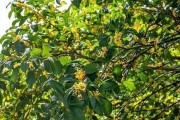 桂花的生长环境（桂花的喜好和栽种技巧）