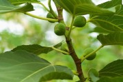如何判断无花果是否结有果实？（掌握关键的观察方法，轻松辨别无花果的结果状况）