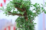 六月雪的养护秘籍（打造健康、繁茂的六月雪花园）