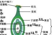 黄瓜的性别之谜（黄瓜是单性花还是双性花？——揭开黄瓜花的神秘面纱）