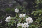 杜鹃花开不停？四季开花真相（杜鹃花开花季节、环境适应性与生长习性）