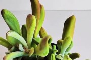 多肉叶子冻蔫了，如何挽救？（教你一招让多肉恢复健康的方法）