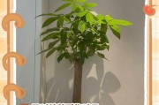 冬天花叶子发黄的原因及对策（保护花卉健康度过严寒冬天的方法）