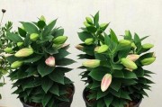 盆栽索棒百合花养护指南（打造美丽花园的必备技巧）