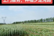 艾草生长的秘密——透视艾草的生长环境和地方条件（艾草）