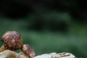揭秘松茸的生长环境及条件（深入探究松茸生长地方，了解其生长环境和生长条件）