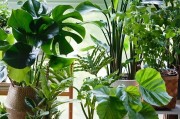 屋里适合养什么花？（打造舒适宜人的家居环境，从这些花开始）