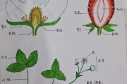 探究花生的植物属性（一年生草本植物的特征与分类）