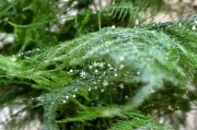 风水之谜（揭秘文竹的双茎现象，探究其风水意义）