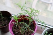 如何正确浇水种植波斯菊（波斯菊种植的水分管理技巧）