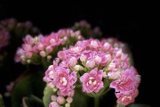 长寿花的花语象征与寓意（代表着幸福与长寿）