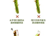 掌握以节节高植物的修剪技巧（打造美丽健壮的节节高植物）