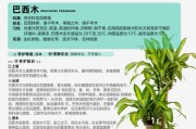 分析巴西木叶片发黄干枯的原因及解决方法（探究巴西木叶片变黄的因素，了解如何保持树木健康）
