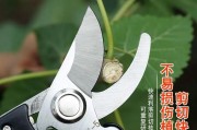 剪枝技巧（探索剪枝的最佳方法，提升植物健康与美观）