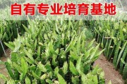 盆栽火龙果的种植时间和技巧（在何时和如何种植盆栽火龙果，让您轻松拥有漂亮的植物）