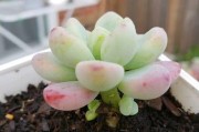 秋季多肉养护全攻略（如何正确地照顾你的多肉植物）