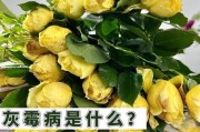 玫瑰花叶子灰斑的预防与治疗（保护玫瑰花叶子免受灰斑侵害的关键方法）