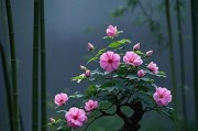 水芙蓉的冬季养护全攻略（寒冬中的关键要点及技巧，让水芙蓉健康成长）