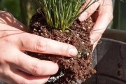 黄杨配土方法与种植土壤（打造理想种植土壤，让黄杨更茁壮）