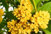 桂花生长环境及特性分析（探寻桂花适合生长的条件与特点）