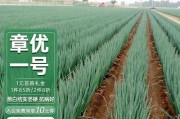 葱头的种植方法与时间（打造丰富多彩的葱头收获季节）