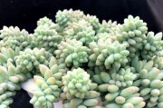 如何正确养护以玉缀冬天的植物？（冬季养护技巧，助你打造美丽花园）