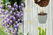 铃兰发芽的过程（探究铃兰发芽所需的条件及影响因素）