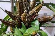 石斛花开多久？——探究石斛花的花期