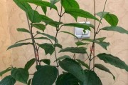 龙吐珠，大盆小盆该如何选择？（探讨龙吐珠盆选用的优劣）