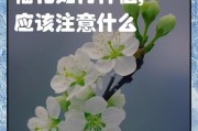 家庭种梅花树的技巧与乐趣（如何在家中种植梅花树，打造温馨花园）