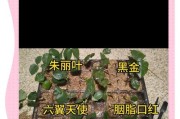 揭秘不用生根粉的扦插方法（探寻植物扦插的无生根粉新趋势）