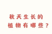 枫树的生长习性和生长环境条件（探究枫树的特点与成长之路）