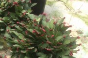 如何正确浇水给亮红仙人指？（养护要点与技巧，让您的仙人指茁壮成长）