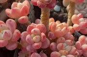 多肉劳尔的养殖方法和养护要点（适合初学者的多肉植物——多肉劳尔）