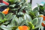 金鱼草的种植方法及注意事项（让你轻松种出漂亮的金鱼草）