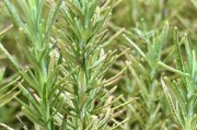 掌握迷迭香种植技巧，轻松开启居家植物生活（迷迭香种植月份、养护要点、繁殖方法、疾病预防）