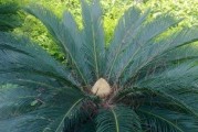 铁树种球的保存与种植技巧（如何妥善保存铁树种球以及最佳种植时间？）